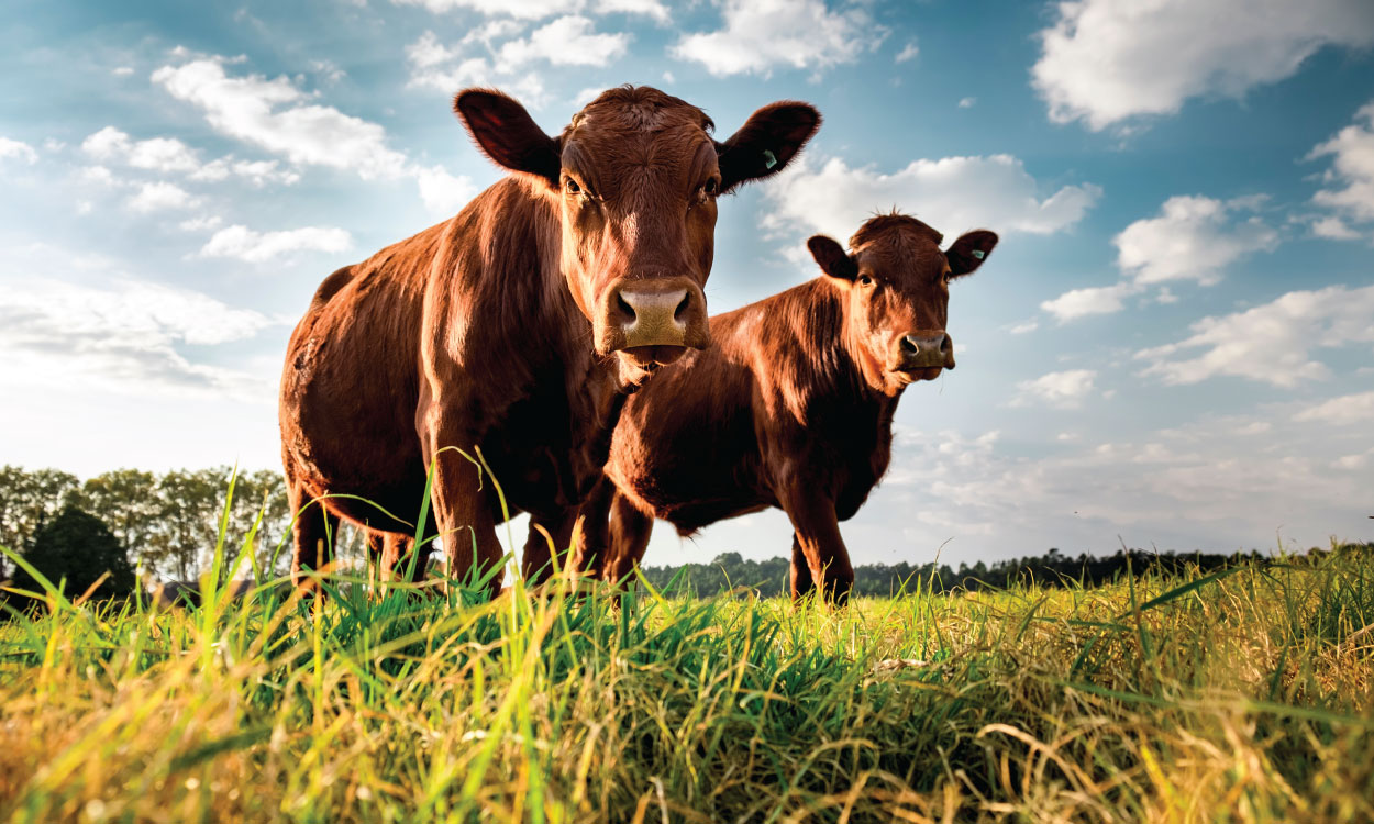 Livestock and hay bales on an Ontario agriculture property livestock and crop insurance protection